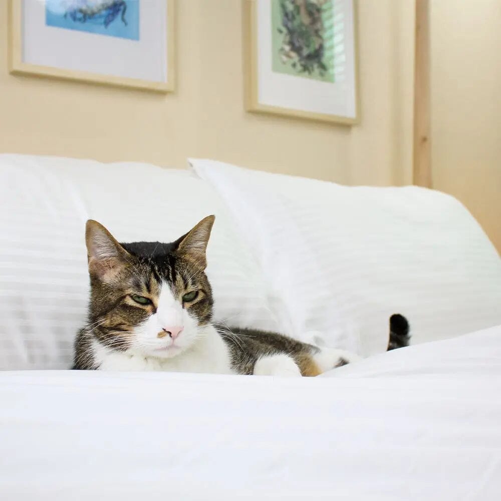 "The Original Eucalyptus Sheets, by Sheets & Giggles by Sheets & Giggles"